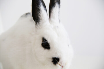 Obraz premium cute black and white miniature rabbit