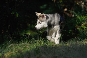 Alaskan Malamute puppy dog stands in the forest 