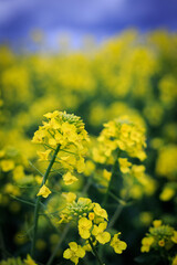 rapeseed field in spring