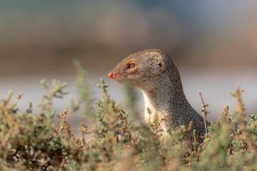 The Indian grey mongoose is a mongoose species native to the Indian subcontinent and West Asia.