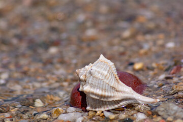 seashell on the beach