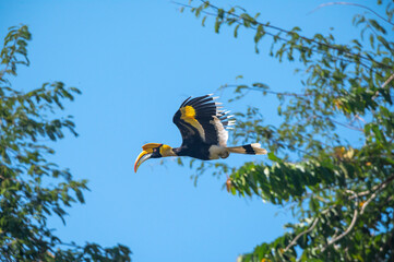 Great hornbill flying in natural forest © chamnan phanthong
