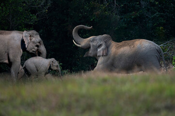 Obraz premium A lovely family of Asian wild elephants.