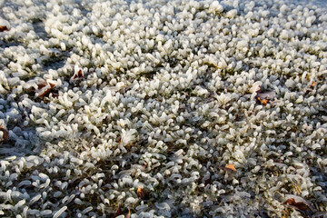 Grass on the shore in a water frost. Ice covered plants, small halm on a freezing lake shore in sunny winter day lit by the sun. Close up shot