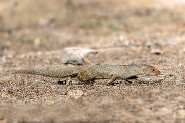 The Indian grey mongoose is a mongoose species native to the Indian subcontinent and West Asia.