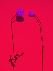 Layout of two purple poppy flowers on bright red background. Purple flowers bud. Layout, template or greeting card design, copy space. Rare purple flower, minimalism aesthetic