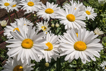 Fototapeta premium Ox-eye Daisy (Leucanthemum vulgare) in garden