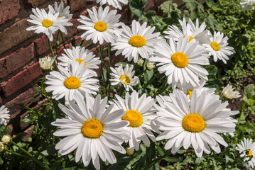 Obraz premium Ox-eye Daisy (Leucanthemum vulgare) in garden