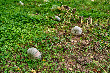 Growing pumpkins. little pumpkin. at home. Little young yellow pumpkin Cucurbita pepo on a bush in the garden.
