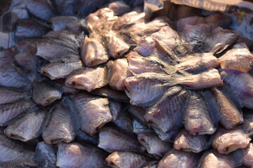 Plenty of gourami for sale