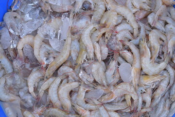 White Shrimp in Ice
