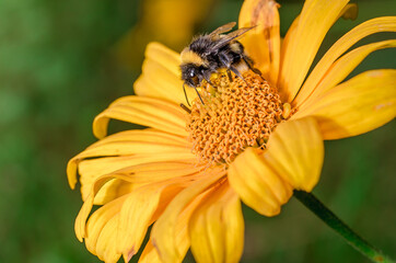 Bumblebee pollinates yellow flower. Sunny day.