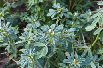 Green fenugreek plant in the field and its also known as methi in India