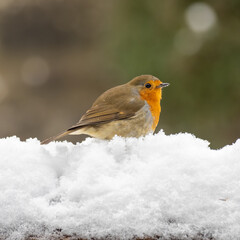 Robin Perched in the Snow
