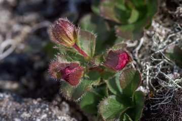Kamchatka Rhododendron (Rhododendron camtschaticum) Chowiet Island, Semidi Islands, Alaska, USA
