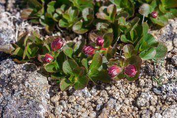 Kamchatka Rhododendron (Rhododendron camtschaticum) Chowiet Island, Semidi Islands, Alaska, USA