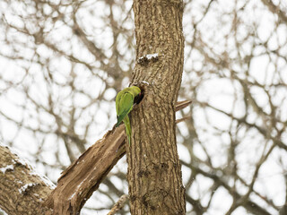 Ring Necked Parakeet Looking into a Nest Hole