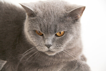 british shorthair cat with yellow eyes