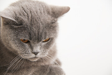 british shorthair cat with yellow eyes