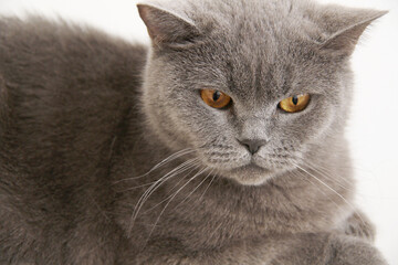 british shorthair cat with yellow eyes