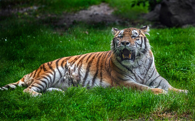Naklejka na ściany i meble Siberian tiger female on the lawn. Latin name - Panthera tigris altaica