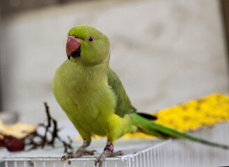 yellow and green parrot