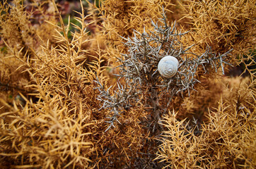 Close up Macro snail on dry leaf in the garden.