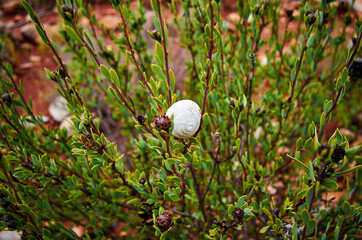 Close up Macro snail on dry leaf in the garden.