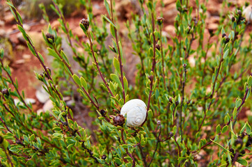 Close up Macro snail on dry leaf in the garden.
