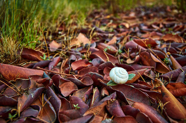 Close up Macro snail on dry leaf in the garden.