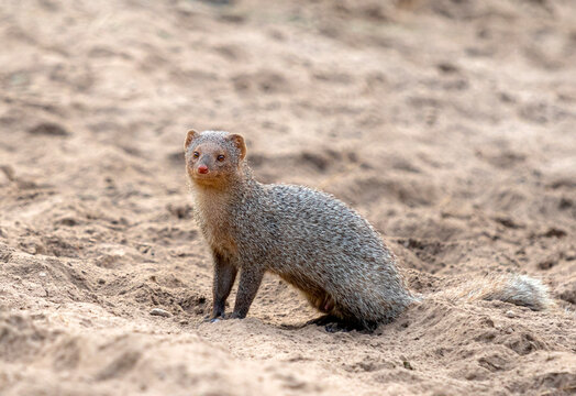 The Indian grey mongoose is a mongoose species native to the Indian subcontinent and West Asia.