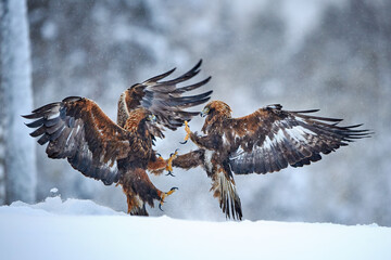 Golden eagle - male and female fight for food but later this year they will nest together and hopefully breed new generation.