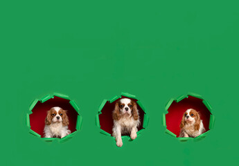 Group cute cavalier  king spaniels  at the empty copy space for text on a  green  background