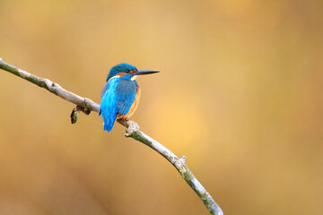 Common kingfisher is sitting on his favorite branch and hunting for small fish with beautiful autumn colors. 