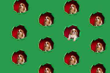 Portrait of cute cavalier spaniel  patern 