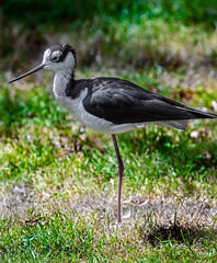 Pied avocet on the lawn. Latin name - Recurvirostra avosetta