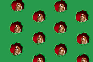Portrait of cute cavalier spaniel patern