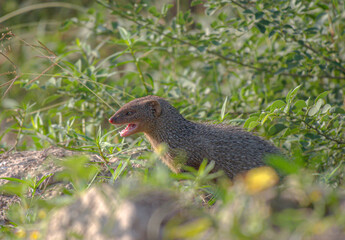 indian grey mongoose showing teeth, closeup of mongoose,   The Indian grey mongoose is a mongoose...