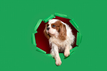 Funny dog cavalier king charles spaniel looks hopefully at the empty copy space for text on a ...
