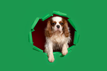 Funny dog cavalier king charles spaniel looks hopefully at the empty copy space for text on a ...