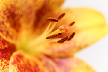 yellow lily macro photo stamens