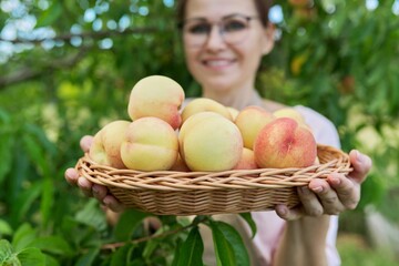 Close-up ripe plucked peaches in wicker plate in hands of woman farmer