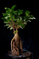 Japanese bonsai tree style used for decoration. Bonsai is used to decorate