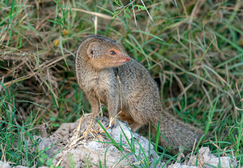 The Indian grey mongoose is a mongoose species native to the Indian subcontinent and West Asia.