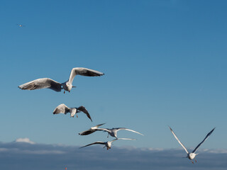 A group of five gulls flying against a blue sky