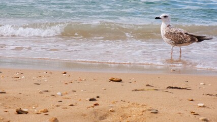 Seagulls sit on the shore of the blue sea.