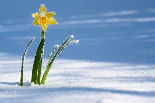 fr&uuml;hlingserwachen gelbe narzisse im schnee