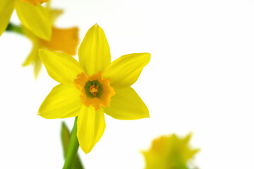 gelbe narzissen isoliert vor weiss nahaufnahme, frohe ostern grußkarte
