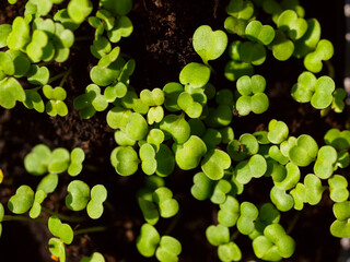 Fresh herbs in pots on balcony garden.