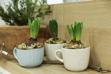 Beautiful potted hyacinth flowers on wooden table